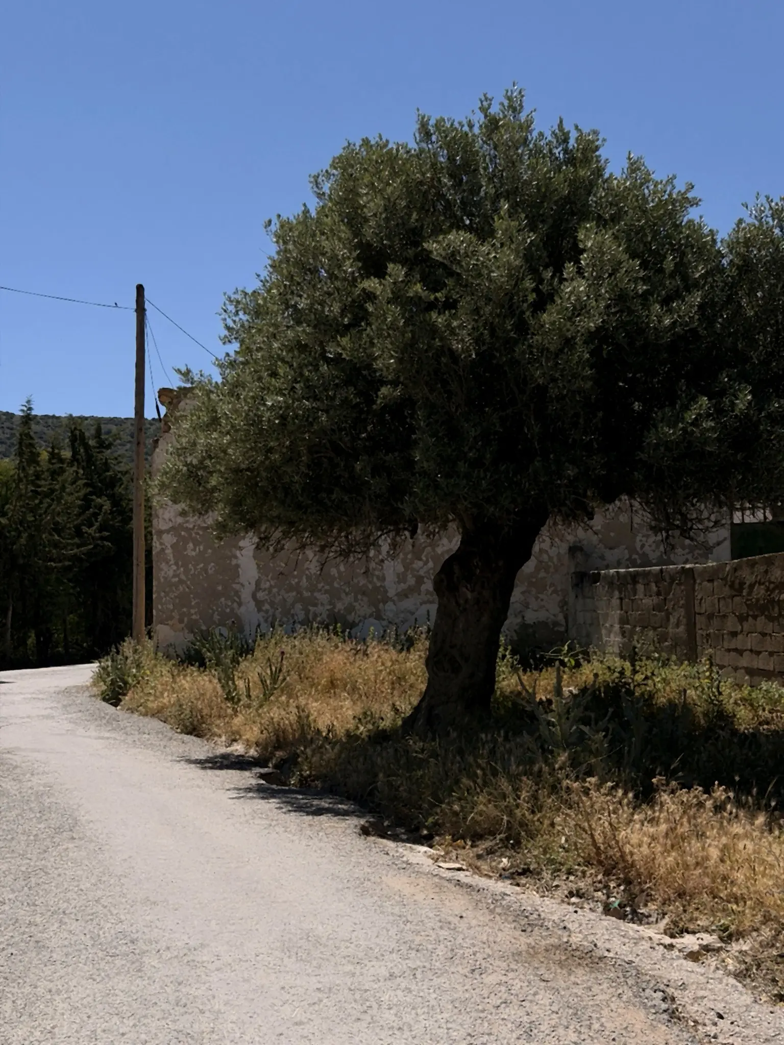 L'arbre